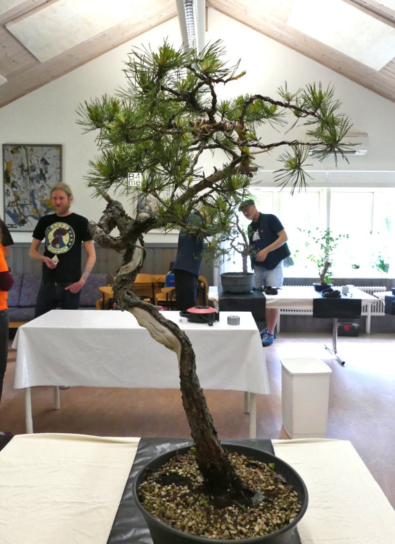 scots pine yamadori bonsai
